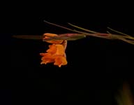 Iso. linearis 